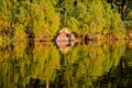 Autumn trees on shore of a forest lake. Beautiful autumn horizontal photo Royalty Free Stock Photo
