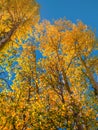 Autumn trees in the Sierra Nevada mountains in early October Royalty Free Stock Photo