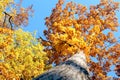 Autumn trees in the sky. Royalty Free Stock Photo