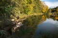 Autumn trees, sky and clouds reflected in water surface. Royalty Free Stock Photo