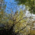 Autumn trees sky yellow blue green light Royalty Free Stock Photo