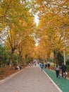 alive Sidewalk street in autumn