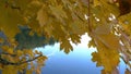 Autumn trees in sunny autumn park