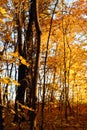 Autumn trees in sunset light