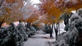 Autumn trees surprized by an unexpected snow Royalty Free Stock Photo