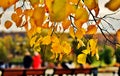 Autumn trees. Taken in Tsaritsyno public park in  Moscow, Russia. Royalty Free Stock Photo