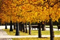 Autumn trees. Taken in Tsaritsyno public park in  Moscow, Russia. Royalty Free Stock Photo