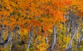 Autumn trees in Utah Wasatch mountain state park Royalty Free Stock Photo