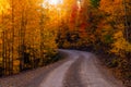 Autumn trees with vibrant fall colors along a dirt road