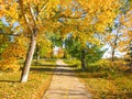 Autumn Trees and Vibrant Golden Leaves on a Bright and Sunny Day. Winding Pathway