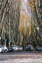 Autumn trees. Walk the Janiculum (Rome, Italy). Royalty Free Stock Photo