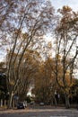 Autumn trees. Walk the Janiculum (Rome, Italy). Royalty Free Stock Photo