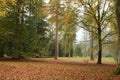 Autumn trees at Westonbirt Arboretum