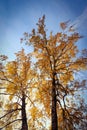 Autumn trees with yellow foliage