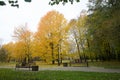 Autumn trees with yellow leaves in the city park. Autumn landscape Royalty Free Stock Photo