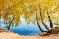 Autumn trees with yellow leaves over the water Royalty Free Stock Photo
