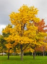 Autumn trees with yellow leaves in the park in October