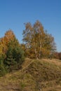 Autumn lanscape. Autumn trees on Podlachia. Poland