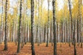 Autumn trees with yellowing leaves