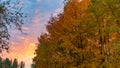 Autumn treetops against a cloudy sky at sunset. Background