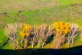 Autumn treetops