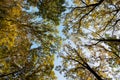 Autumn treetops with bright sky