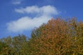 Autumn treetops