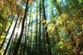 Autumn treetops in fall forest. Sky through the autumn tree branches. Copy space