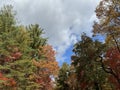 Autumn Treetops in Georgia With Blue Sky