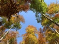 Autumn treetops in the Mountain forest outon