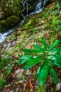 Autumn Waterfall in Tremont in the Great Smoky Mountains Royalty Free Stock Photo