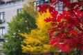 Autumn tricolor: red, yellow, green trees Royalty Free Stock Photo