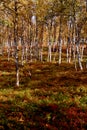 Autumn at Tromso forest. Nature of Norway