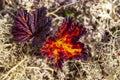 Autumn in the tundra. Red spruce branches in autumn colors on the moss background. Tundra, Kola peninsula, Russia Royalty Free Stock Photo