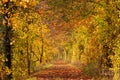 Autumn tunnel, hiking trail lined with autumn-colored trees