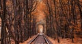 Autumn tunnel of love. City of Klevan, Ukraine Royalty Free Stock Photo