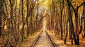 Autumn tunnel of love. City of Klevan, Ukraine Royalty Free Stock Photo