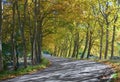 Autumn tunnel of trees - road bend