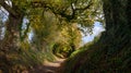 Autumn tunnel of trees on Stane Street near Halnaker, West Sussex, UK