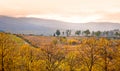 Autumn Tuscany landscape, vineyard in Chianti at s Royalty Free Stock Photo
