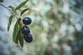 Ripe olives growing on an olivetree