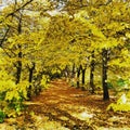 Autumn in tuscany vicchio tree yellow mugello Royalty Free Stock Photo