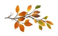 Autumn twig with colorful leaves in a seasonal arrangement isolated Royalty Free Stock Photo