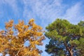 Autumn. Two trees - deciduous and coniferous - against blue sky. Yellow sycamore and green pine tree