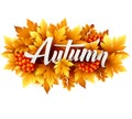 Autumn typographic. Fall leaf. Vector illustration