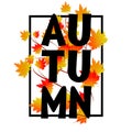 Autumn typographic. Fall leaf. Vector