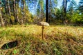 Autumn umbrella mushroom i