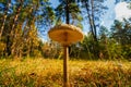 autumn umbrella mushroom i