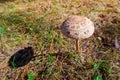 Autumn umbrella mushroom i