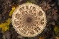 Autumn umbrella mushroom in mixed